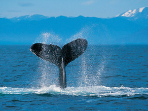 Humpback_whale_2
