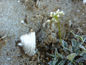 P1130725