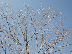 Dscn4218