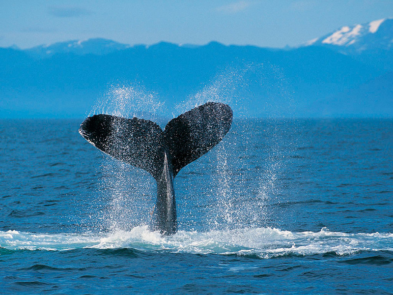 Humpback_whale